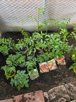 Tomatenpflanzen verschiedene Sorten Sachsen - Limbach-Oberfrohna Vorschau