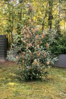 Kirschlorbeer 2,5 m Sichtschutz Pflanze Baum Hecke Köln - Köln Merheim Vorschau