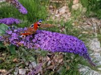 Ableger Sommerflieder Schnetterlingsflieder Schmetterlingsstrauch Häfen - Bremerhaven Vorschau