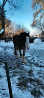 Shire Horse Wallach Nordwestmecklenburg - Landkreis - Selmsdorf Vorschau