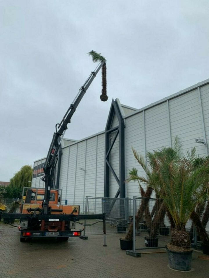 4 Meter hohe Hanfpalmen Trachycarpus winterhart bis -19°C in Ettenheim