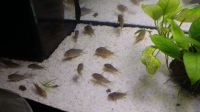 Corydoras Sterbai Orangeflossenpanzerwelse Nordrhein-Westfalen - Enger Vorschau