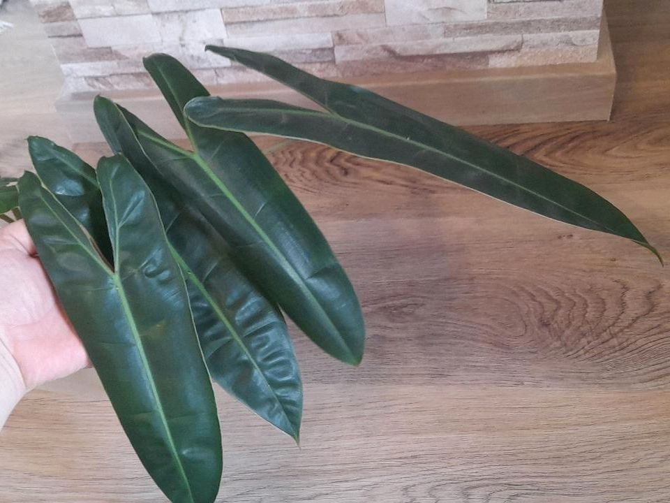 Philodendron Billietiae Ableger Steckling in Traitsching