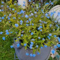 Vergissmeinicht Blaue Blumen Pflanzen Nordrhein-Westfalen - Bad Oeynhausen Vorschau