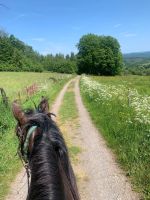 Regelmäßige Ausritte auf braven Pferden, Gelände, Wanderreiten. Rheinland-Pfalz - Altenkirchen Vorschau