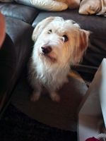 Freundlicher Dackel/Terriermix sucht ein neues zu Hause Saarland - Völklingen Vorschau