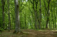 Suche Wald/Wiesen Grundstücke zum Kauf! Rostock - Stadtmitte Vorschau