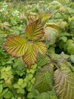 Brombeeren Nordrhein-Westfalen - Steinfurt Vorschau