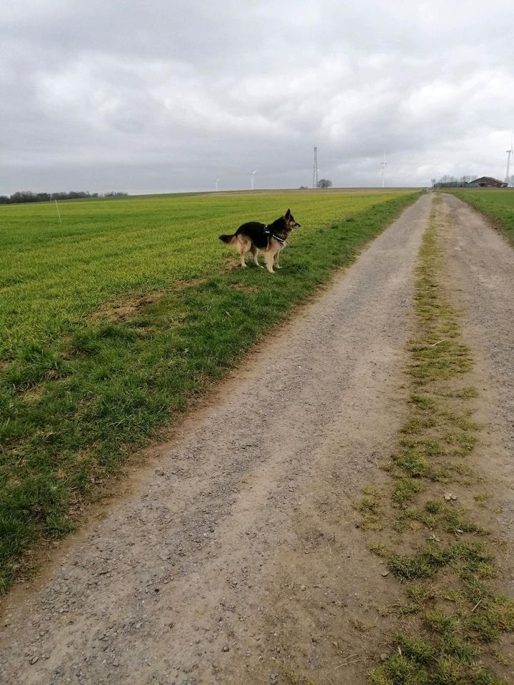 Deutsch - Schweizer - Schäferhund Rüde in Grebenstein