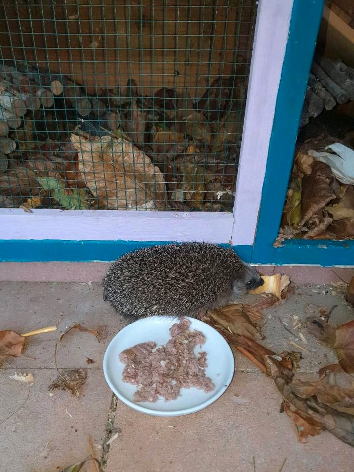 Igel gefunden Igelhilfe Tierhilfe Igelpflege Pflegestelle in Voerde (Niederrhein)