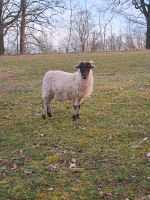 Schafe, weiblich, 3x, evtl. gedeckt Sachsen - Crimmitschau Vorschau