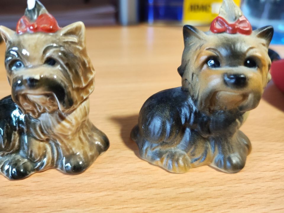 2 Yorkshire Terrier von Goebel in Stadthagen