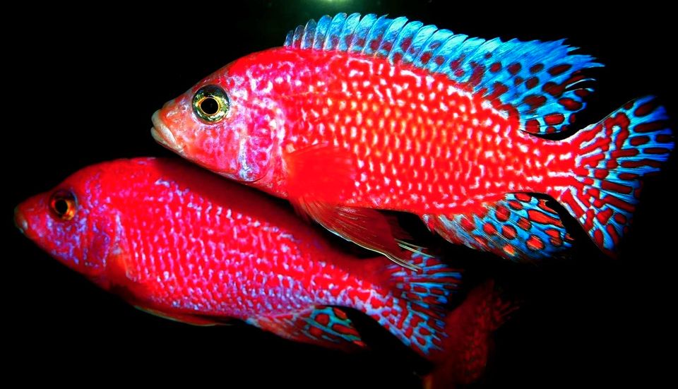 Aulonocara Firefish Malawi Buntbarsche 4 bis 6 cm Sonderpreis!!! in Rietberg