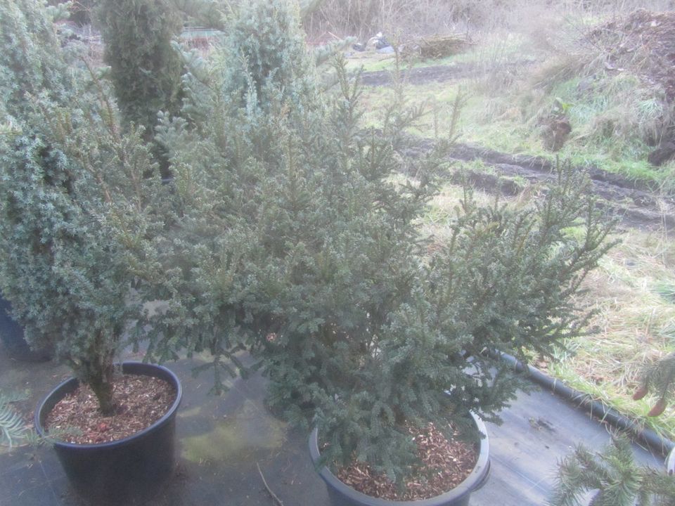 Zwergeibe - Taxus baccata 'Rushmore' 100-120 cm groß, Stamm 5 cm in Soltau