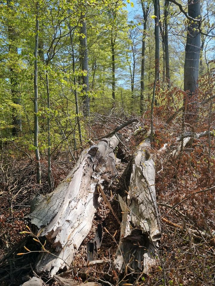 15 RM Buche Stammholz Kaminholz Brennholz für Selbstwerber in Hasselfelde