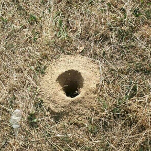 Erdbohrer Zaun Löcher Vermietung Bohrer Säulen Fundament in Hartha