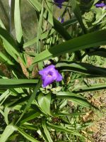 Tradecantia ohiensis Dreimasterblume Gottesauge Niedersachsen - Schapen Vorschau