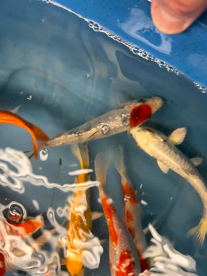 Koi Showa Sanke Kohaku Kujaku Utsuri Ogon  Karpfen in Rangendingen