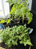 Strauchtomaten Setzlinge Kr. Altötting - Burgkirchen Vorschau