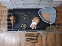 Zwei süße Kaninchen mit Käfig 120x60x50 Niedersachsen - Barßel Vorschau