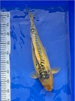 Japan Koi Shusui 41 cm Nordrhein-Westfalen - Brühl Vorschau