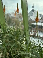 Aloe Capensis Ableger Pflanzenwand Rheinland-Pfalz - Bad Bergzabern Vorschau