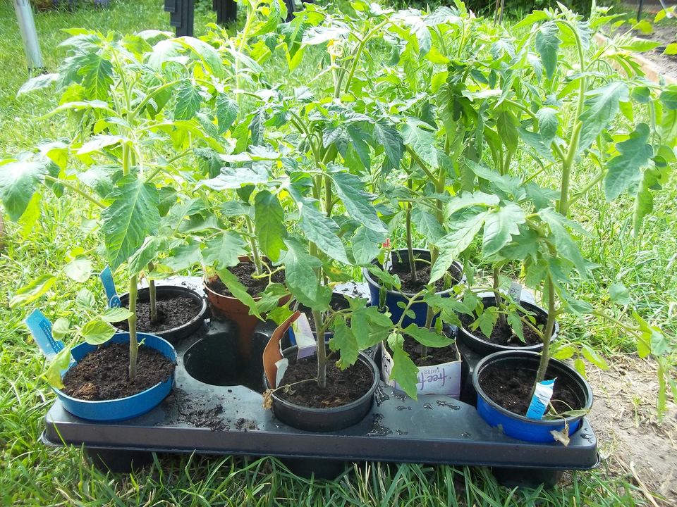 Schokoladen- Tomaten- Tomatenpflanzen    Aus eigener Anzucht in Amelsbüren