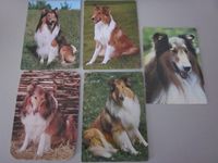 Hundepostkarten Postkarten alte Sammlerstücke Schleswig-Holstein - Tappendorf Vorschau