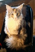 Vermisse Katze Maine Coon Hessen - Künzell Vorschau