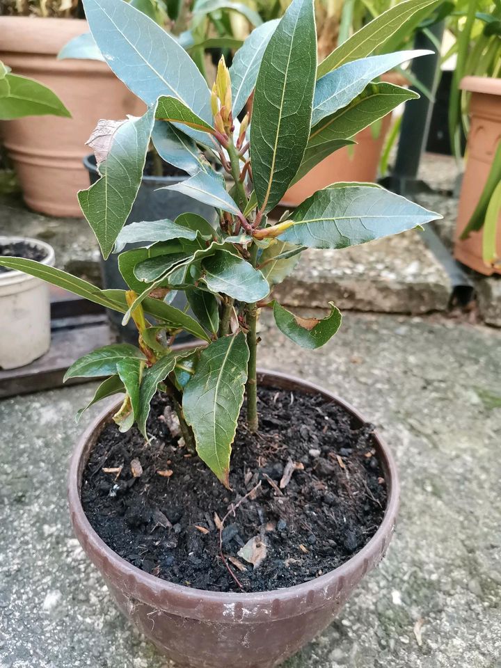 Echter Lorbeerbaum Laurus nobilus in Korlingen