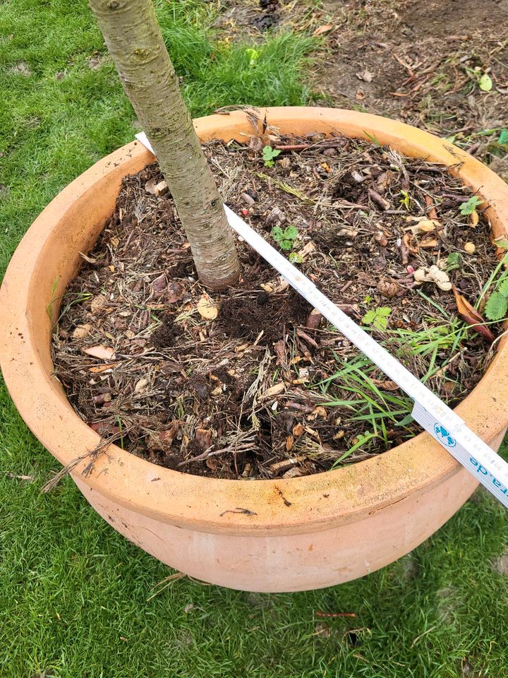 Ziertanne, Zeder, Topf kultiviert, Gartenbonsei, xxl in Alzey