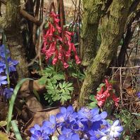 hohler Lerchensporn rot + Leberblümchen frühe Bienenweide Sachsen - Schlettau Vorschau