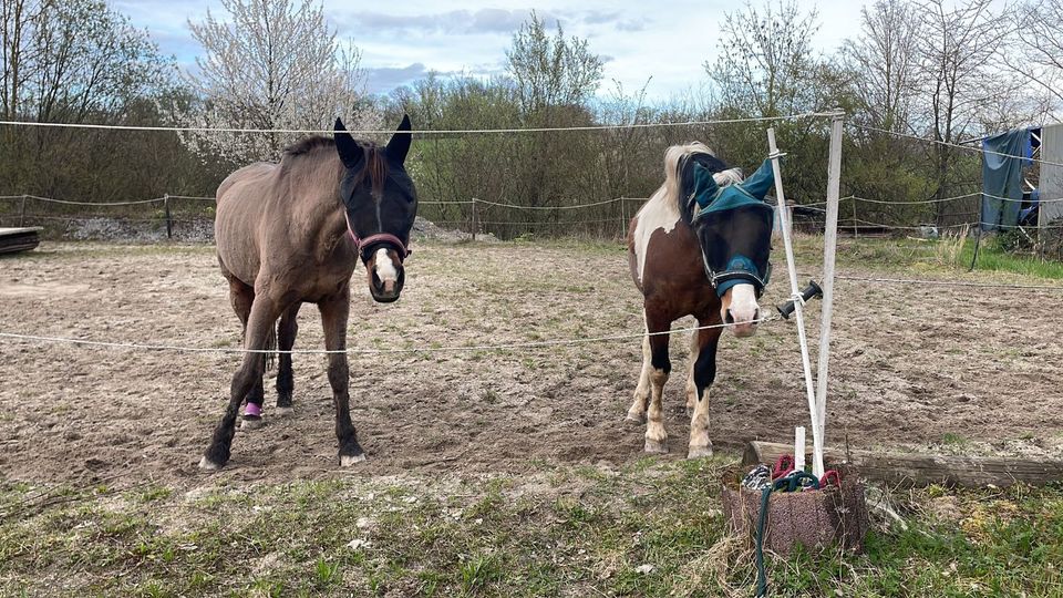 Lewitzer Mix Reitpony in Öhringen