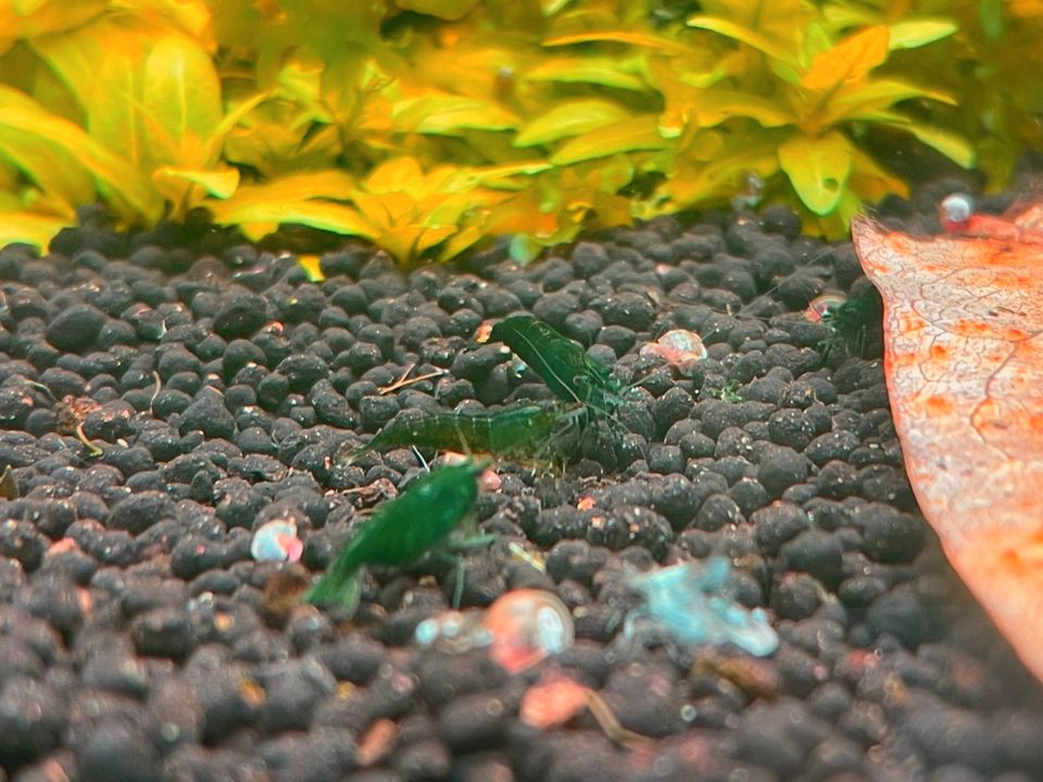 10 Stk. Green Jade Dark Neocaridina Zwerggarnele Top Qualität in Essen