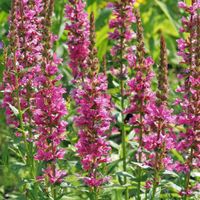 Gemeiner Blutweiderich Lythrum salicaria Thüringen - Hohenstein bei Nordhausen Vorschau