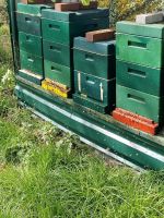 Bienen Imkerei Niedersachsen - Uplengen Vorschau