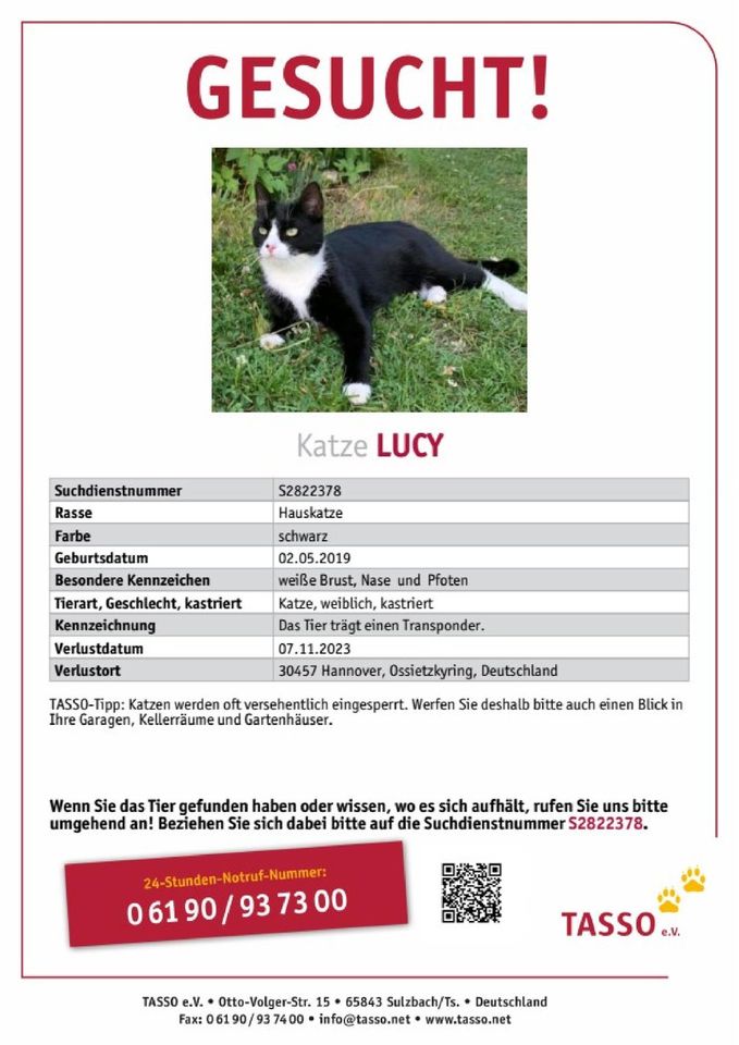 Vermisst! Katze Lucy wird vermisst! in Hannover