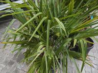 Trachycarpus Hanfpalme 4stämmig Rheinland-Pfalz - Lingenfeld Vorschau