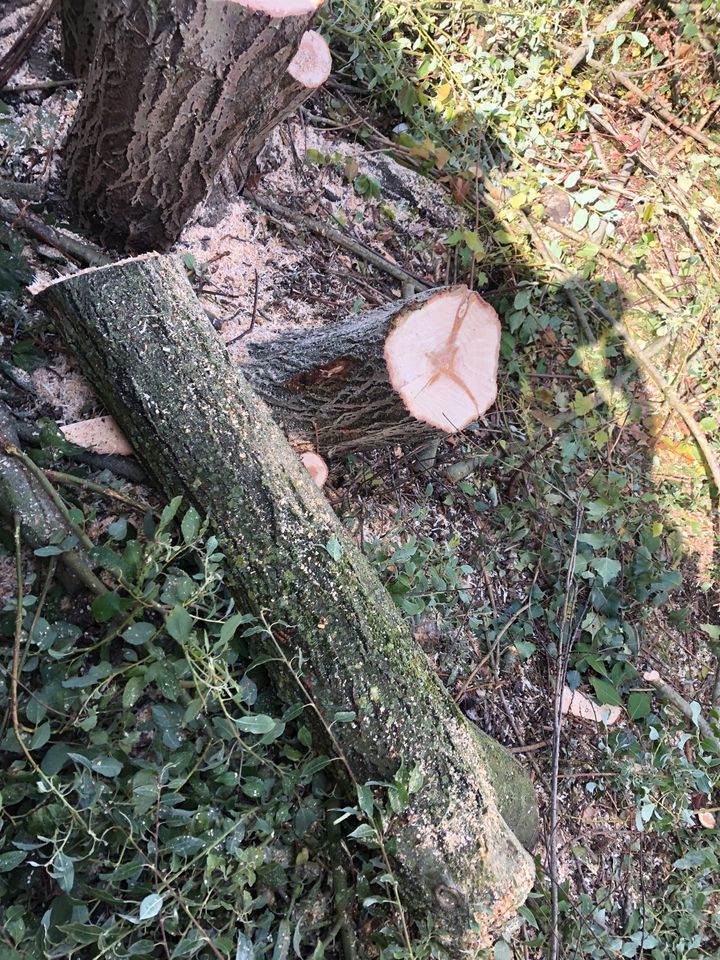 Lagerplatz Lagerfläche Siloplatte Scheune in Saerbeck