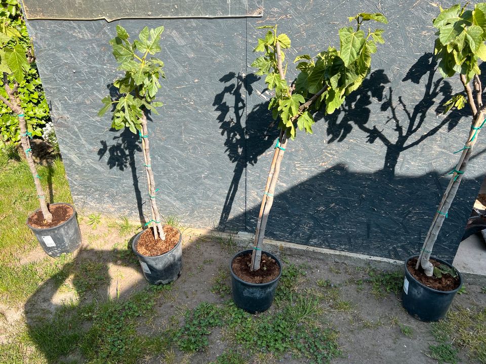 Feigenbäume Winterhart ca. 150cm  Hochstamm in Haßloch