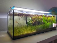 Aquarium + CO2-Anlage + Fischbesatz + Zubehör Sachsen-Anhalt - Halle Vorschau