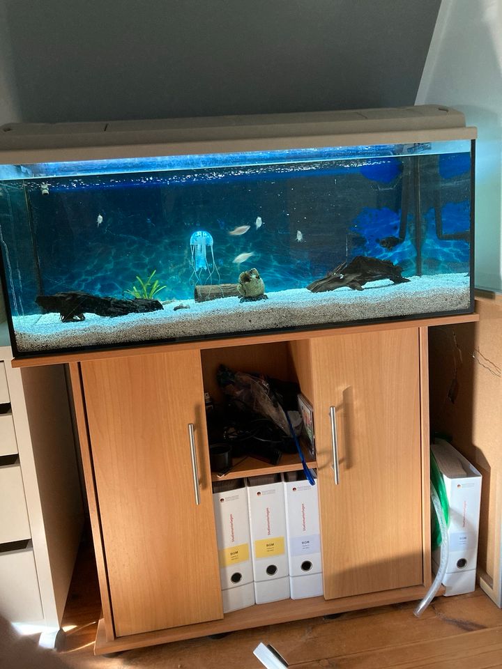 Aquarium mit Fischen in München