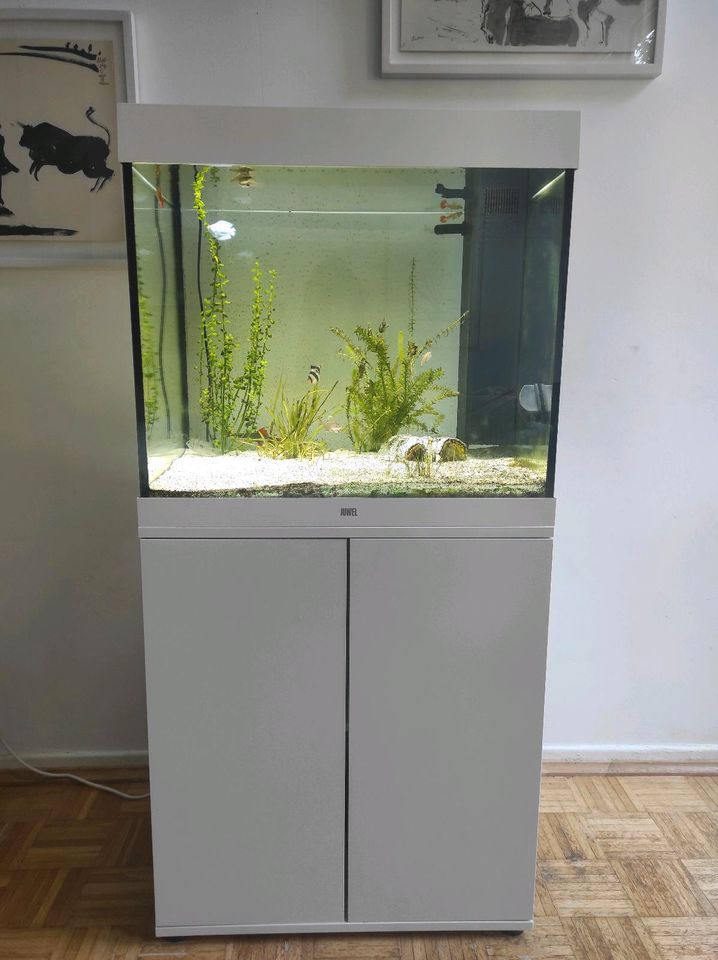 Aquarium / Juwel / Fische / 1 Jahr alt in Essen