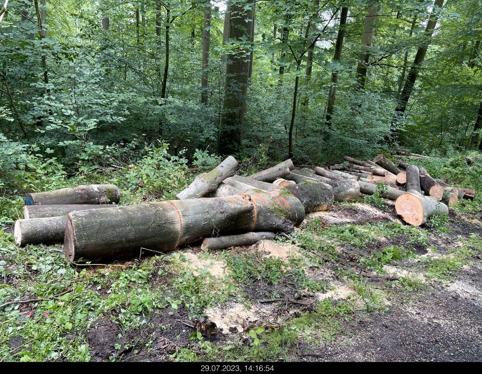 Holzgemeinschaft Selbstwerber Aufarbeitung Niedenstein+Umgebung in Niedenstein