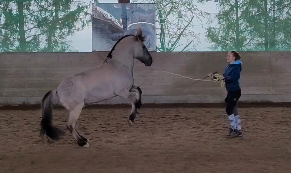 Reitbeteiligung an Konik Wallach in Pegnitz