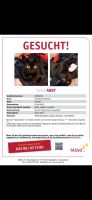 Katze gesucht Bayern - Neustadt b.Coburg Vorschau