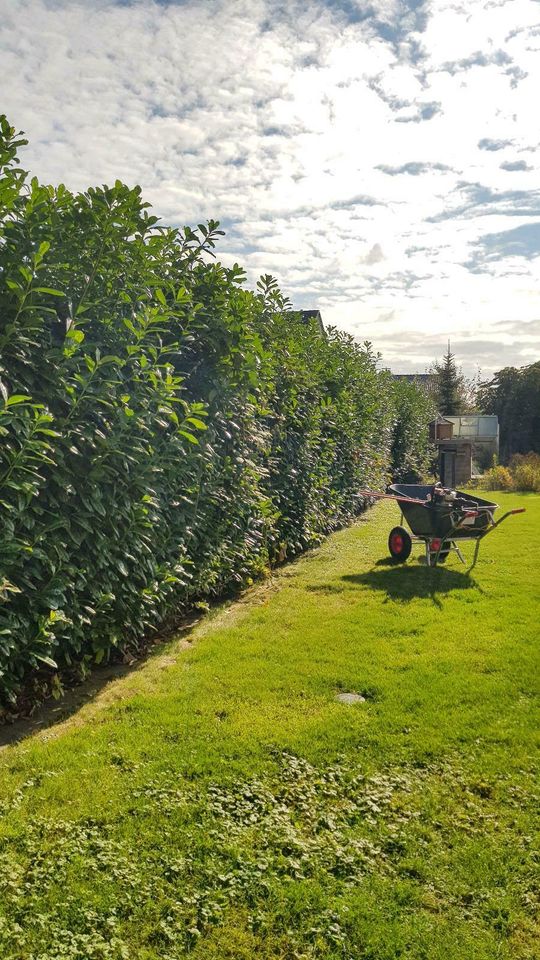 Sträucher schneiden Hecke Garten Weißdorn liguster Lorbeerschnitt in Goch