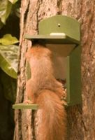 Eichhörnchen Futterhaus  Futterstation - NEU Bayern - Waldkraiburg Vorschau