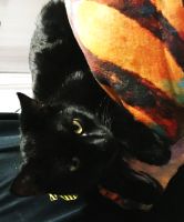 Schwarze Katze Momo: Ich bin wieder da! Bayern - Frauenneuharting Vorschau