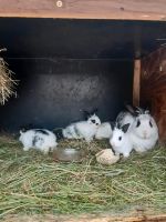 Kaninchen zum weiterfüttern Sachsen-Anhalt - Wartenburg Vorschau